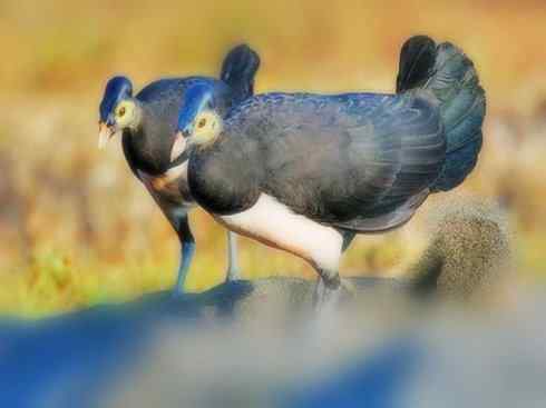 奇特的盔：苏拉冢雉