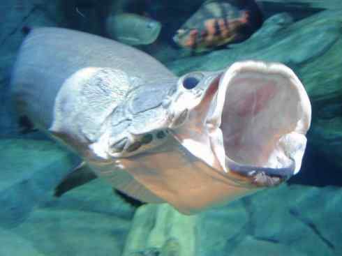 鱼类活化石：巨骨舌鱼