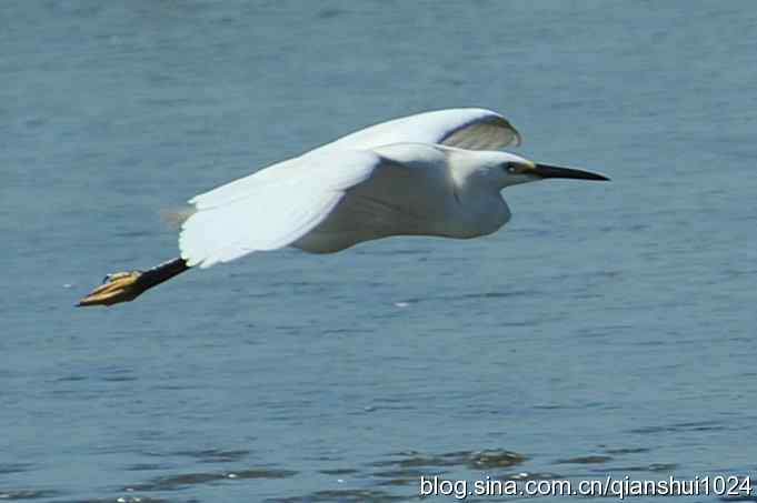 凌波仙子.白鹭海滨写真(北戴河)