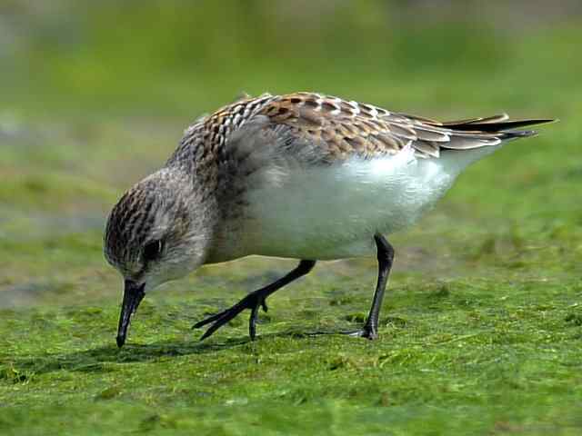 黄金海岸寻鹬 wbr赤土山桥赏鸟