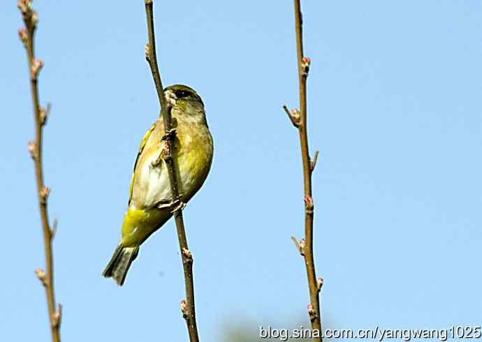 艰难(大风中的金翅鸟纪实) 艰难(大风中的金翅鸟纪实)