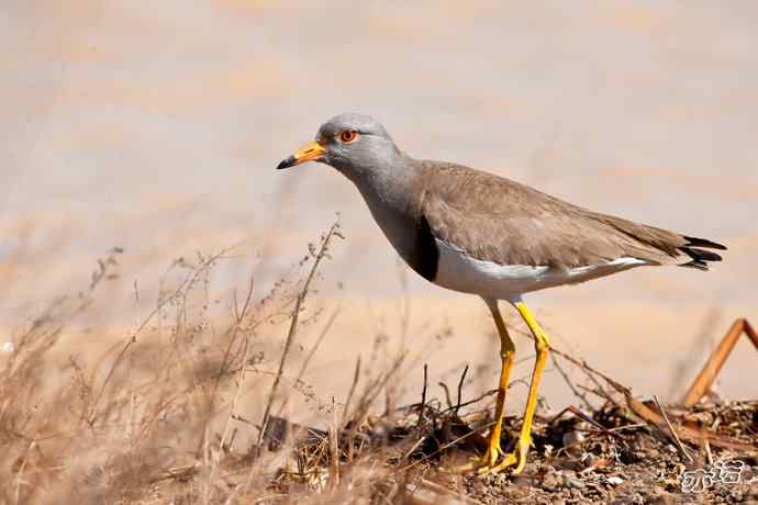 3月27日北京野鸭湖一组原画幅鸟片