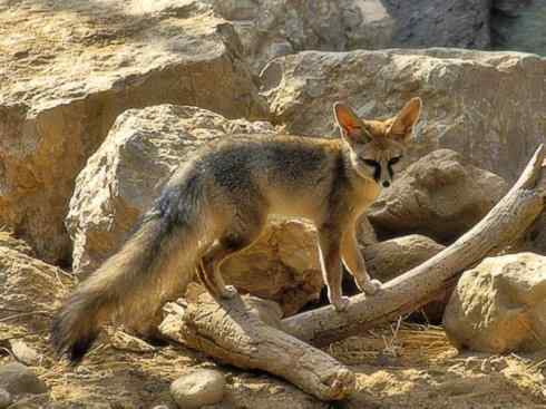 动物世界：山寨还是原创之十五