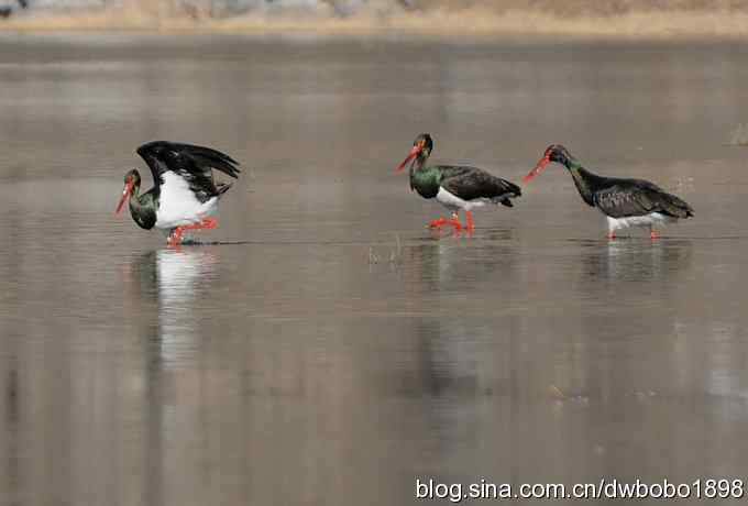 再拍黑巨鸡 再拍黑巨鸡