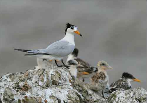 杭州鸟类摄影家帕瓦龙的拍鸟历程