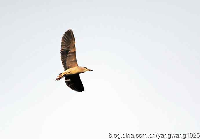 飞(夜鹭)31 飞(夜鹭)31