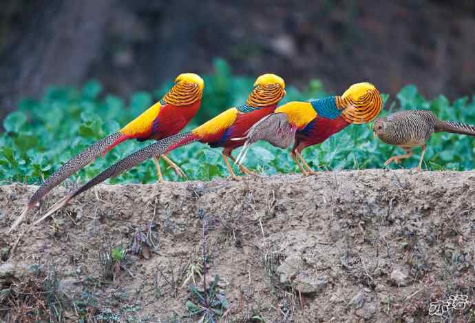 红腹锦鸡 wbr路 wbr有望当选为国鸟的鸟 红腹锦鸡 wbr路 wbr有望当选为国鸟的鸟