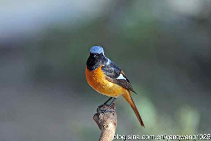 雄性北红尾鸲（28）