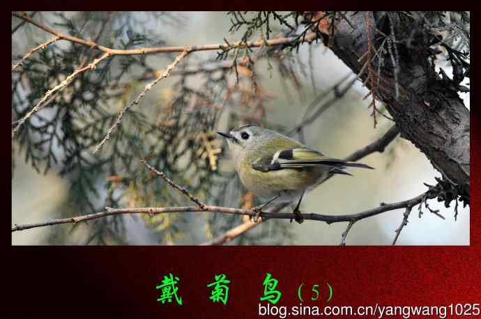 戴菊鸟（5）