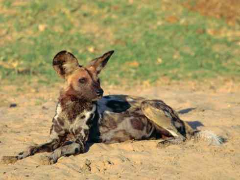 犬科：薮犬亚科非洲野犬属之非洲野犬