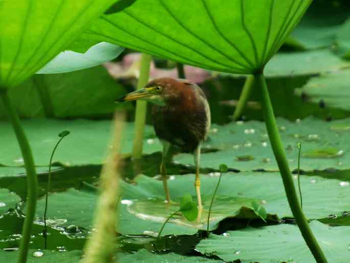 圆明园&nbsp;wbr路&nbsp;wbr荷塘深处觅食的池鹭