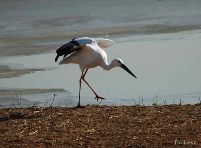 南海子再会白老鹳 南海子再会白老鹳