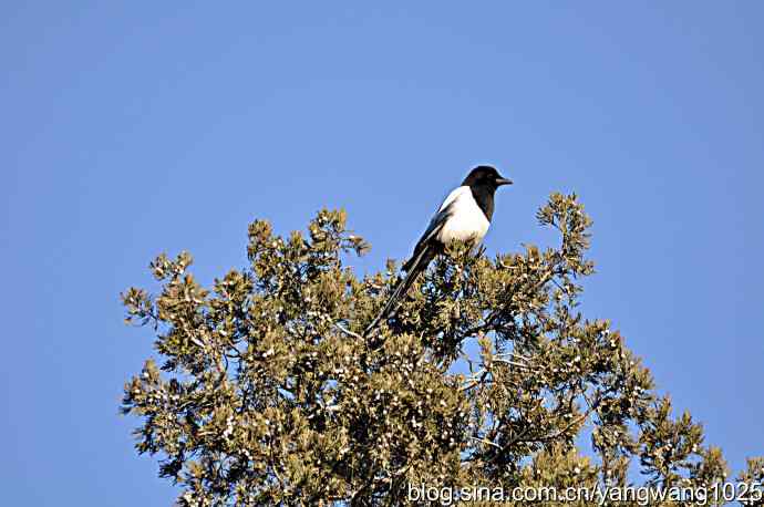 天坛公园的喜鹊