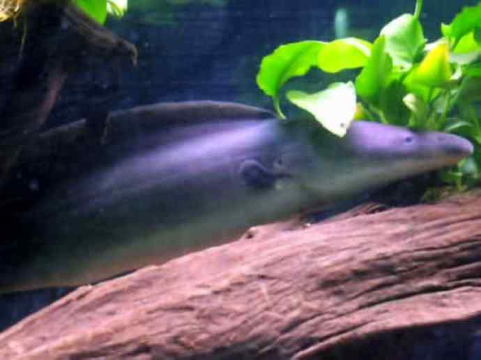 鱼类活化石：裸臀鱼