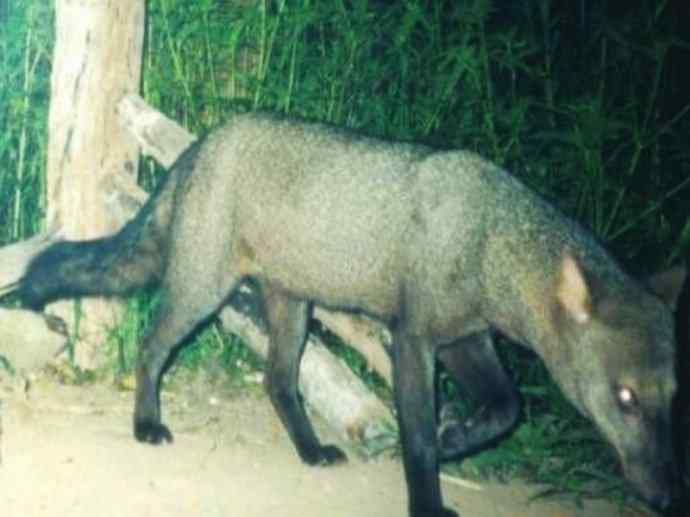 犬科：犬亚科小耳犬属的小耳犬