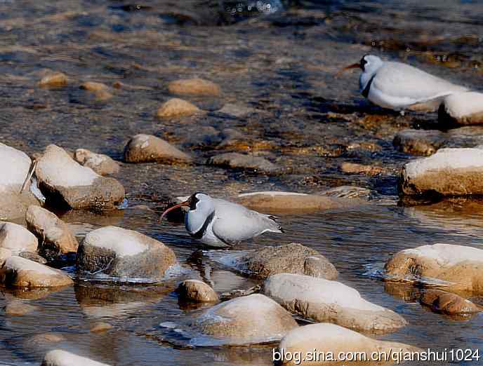 晒鸟儿红嘴蓝鹊和鹮嘴鹬