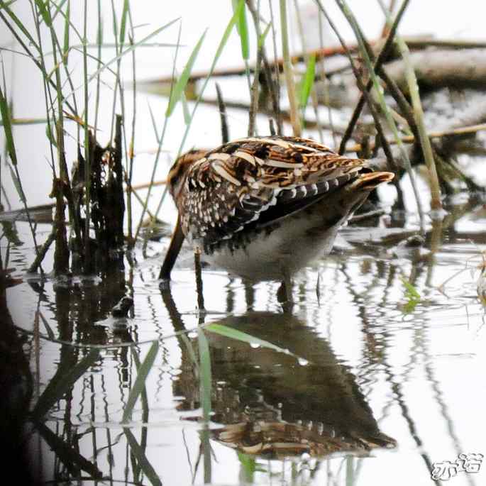圆明园&nbsp;wbr路&nbsp;wbr扇尾沙锥和针尾沙锥