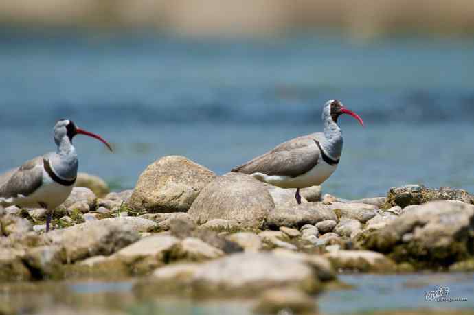 为白河湾鹮嘴鹬的生存环境担忧