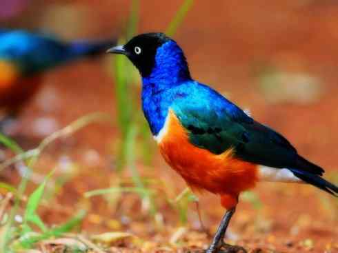 美丽无罪：雀鸟之辉椋鸟