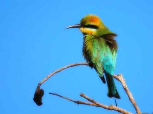 绝色攀禽：佛法僧目之蜂虎3