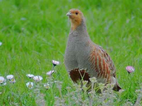 鸟类之最:灰山鹑