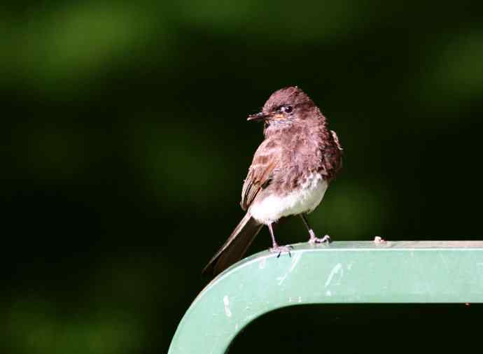 在加州拍鸟（1）黑菲比霸鹟