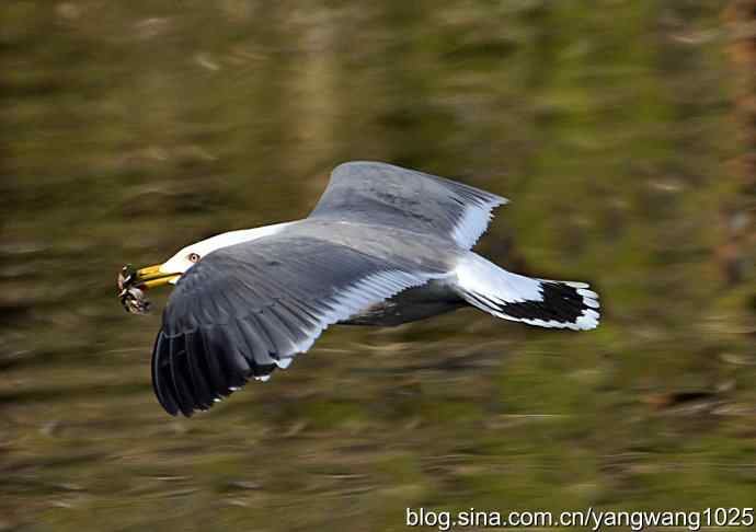 飞（海鸥）11