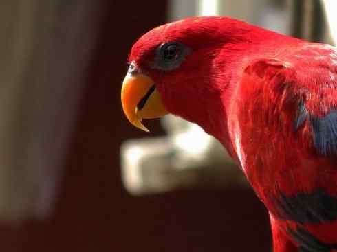 极品红色鸟类：红色吸蜜鹦鹉