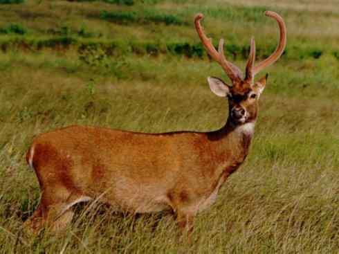 麒麟：传说的兽原型探秘（梅花鹿）