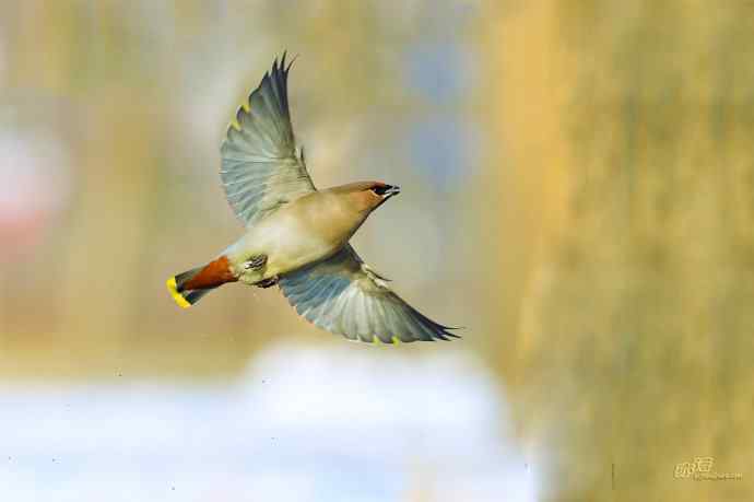 平安夜前再拍太平鸟