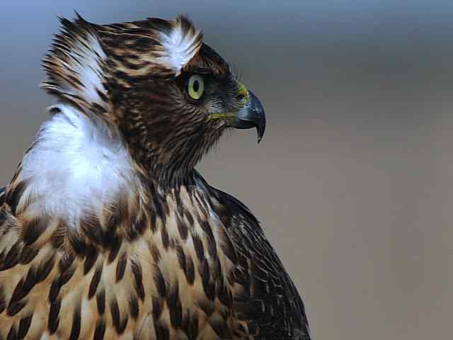 浅水湾观猛零距离