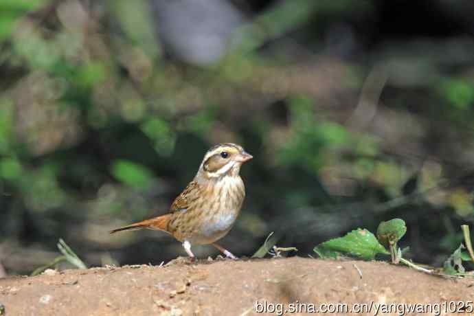 北京天坛公园的鸟类——白眉鹀（10）
