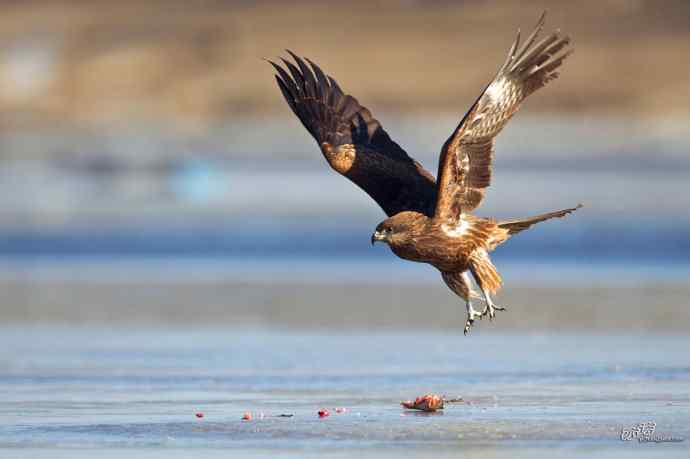 对黑耳鸢K07-012837的12次记录 对黑耳鸢K07-012837的12次记录