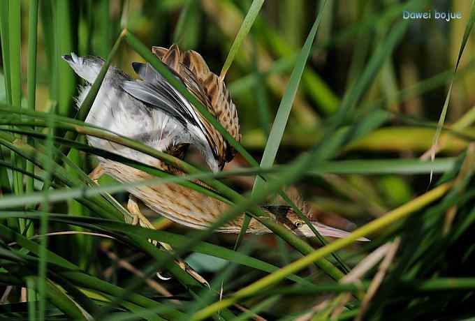 苇丛间的黄小鳽