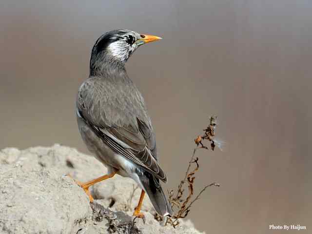 野鸭湖拍摄纪实(黄头鹡鸰及其它) 野鸭湖拍摄纪实(黄头鹡鸰及其它)