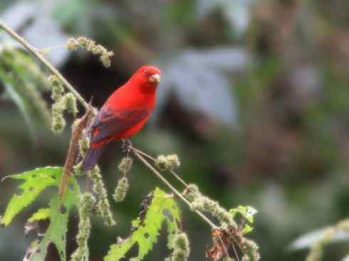 美丽无罪：雀鸟之雀类