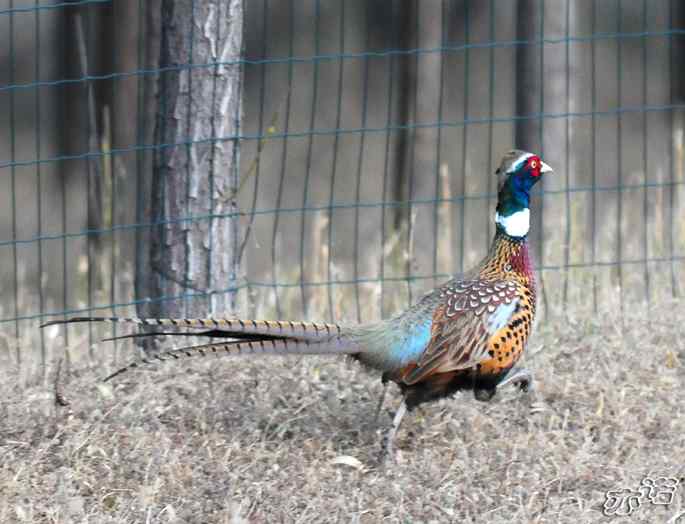 官厅水库&nbsp;wbr路&nbsp;wbr楔尾伯劳和雉鸡
