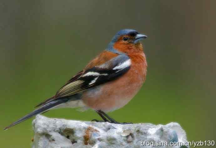 苍头燕雀标准像（组图，12张图片）