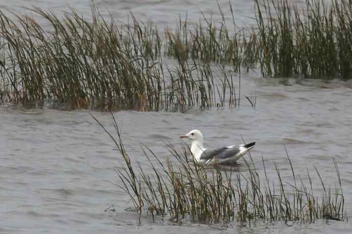 摄鸟拾趣（二十四） wbr wbr黄脚(银)鸥