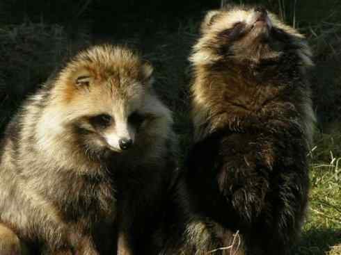 犬科:犬亚科犬属之貉 犬科:犬亚科犬属之貉