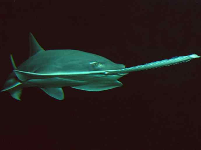 鱼类活化石:锯鳐 鱼类活化石:锯鳐