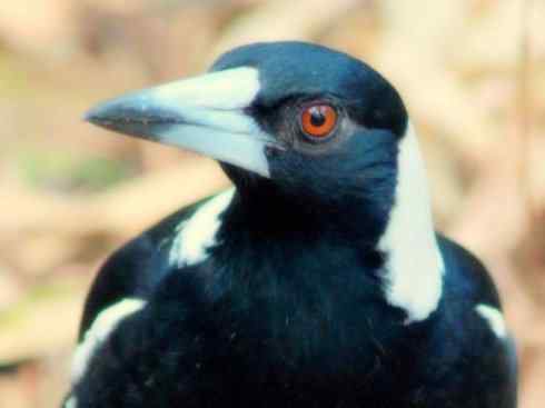 雀鸟也彪悍：战斗机（黑背钟鹊）