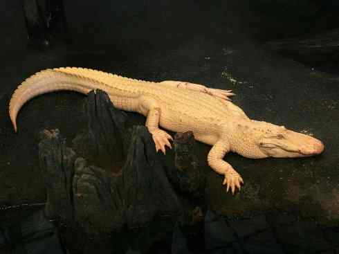 龙:传说的兽原型探秘(短吻鳄类) 龙:传说的兽原型探秘(短吻鳄类)