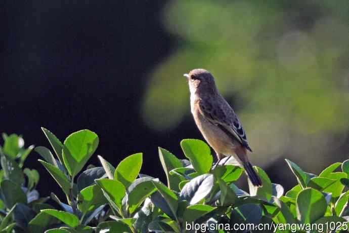 黑喉石鵖鸟（1）