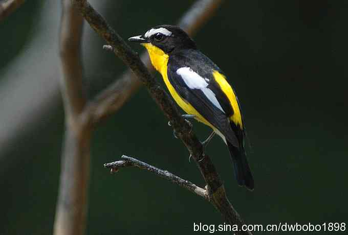 鸣音悦耳滴艳鸟--白眉姬鹟