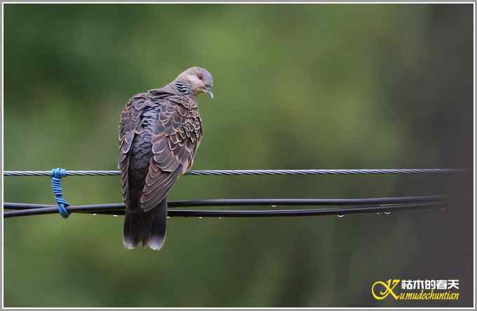 川西高原行&bull;拍鸟【照片】