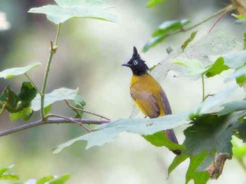 家禽驯化之源之二十六