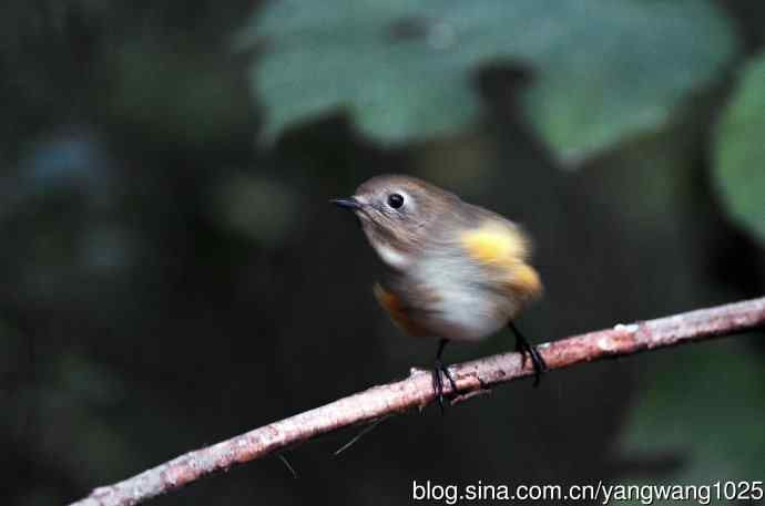 雌性红胁蓝尾鸲（53）