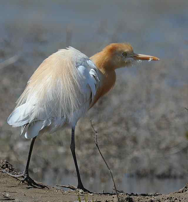 野鸭湖拍摄纪实(牛背鹭黄鹡鸰长脚鹬)