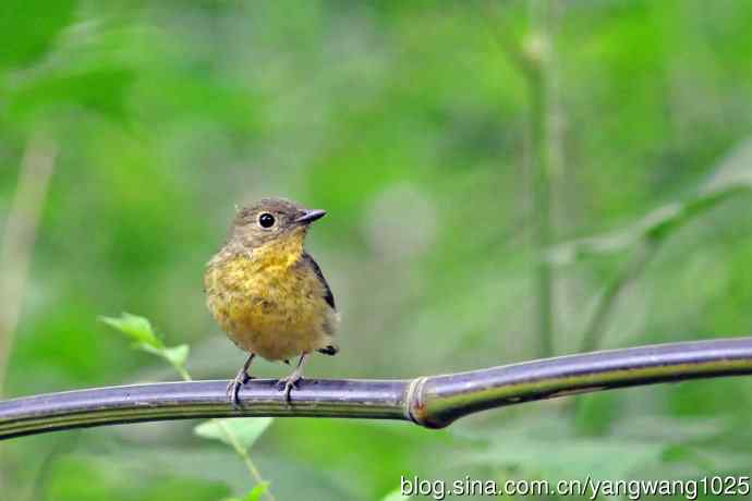 雌性绿背姬鶲（13）